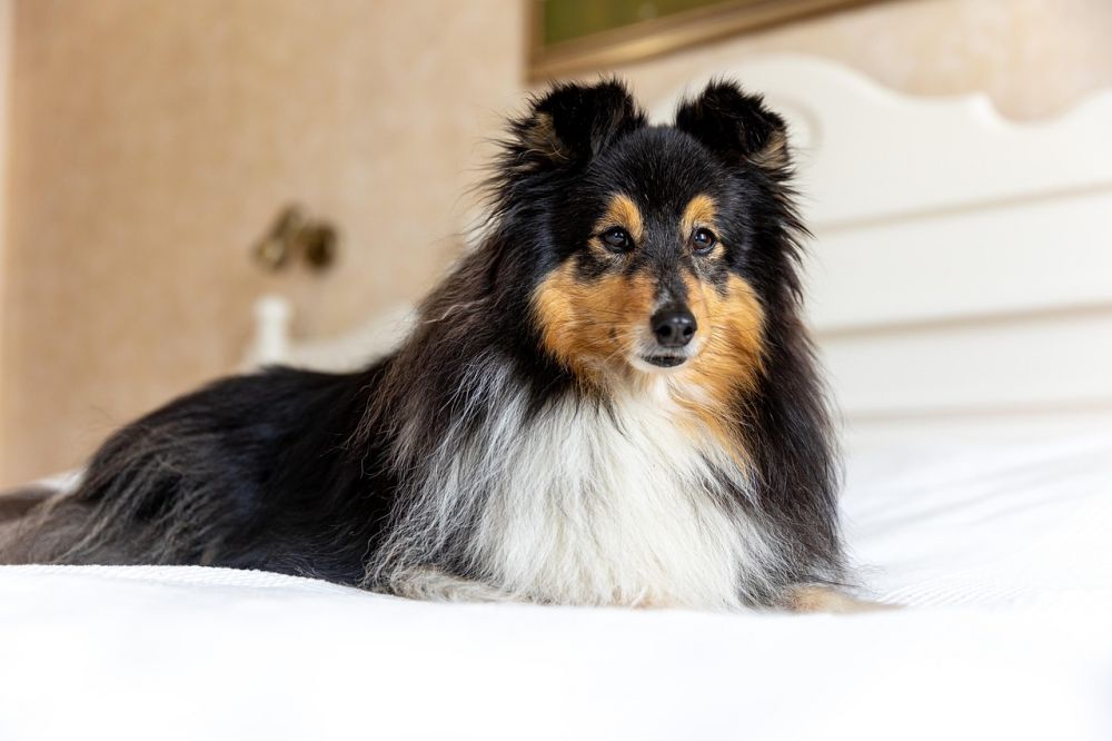 Hundetrening som gir en trygg og harmonisk hverdag